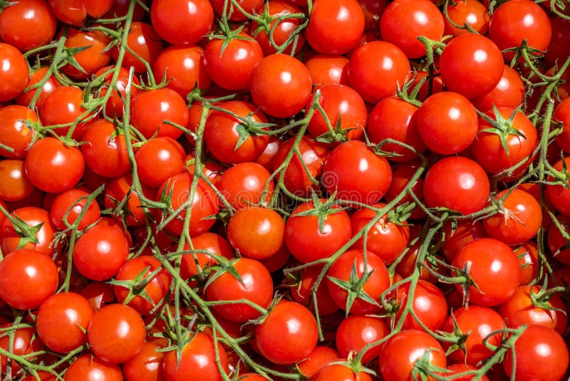 Fundo vermelho dos tomates Grupo de tomates de cereja frescos fotos de stock Fundo vermelho dos tomates Grupo de tomates de cereja frescos fotos de stock