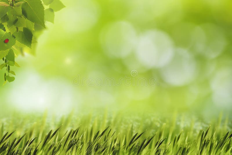 Fundos naturais abstratos com grama verde fotografia de stock Fundos naturais abstratos com grama verde fotografia de stock