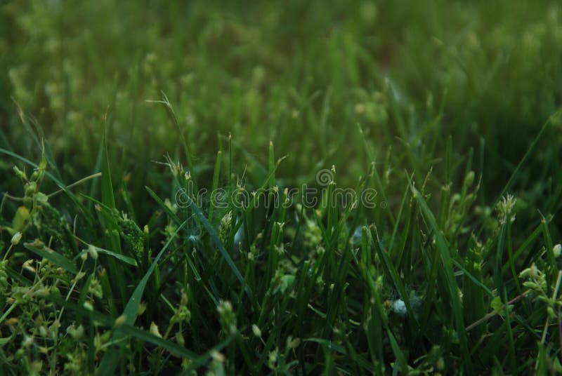 Fundos naturais abstratos da grama verde em Forest Park Outdoor Natural foto de stock Fundos naturais abstratos da grama verde em Forest Park Outdoor Natural foto de stock
