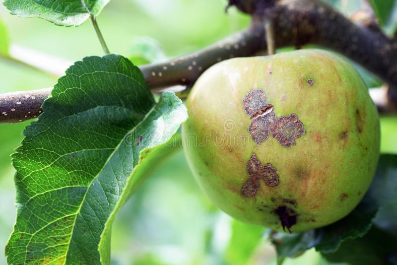 Fungal disease apple scab