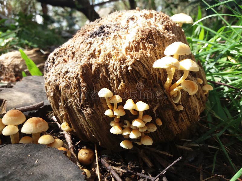 Funghi fotografia stock