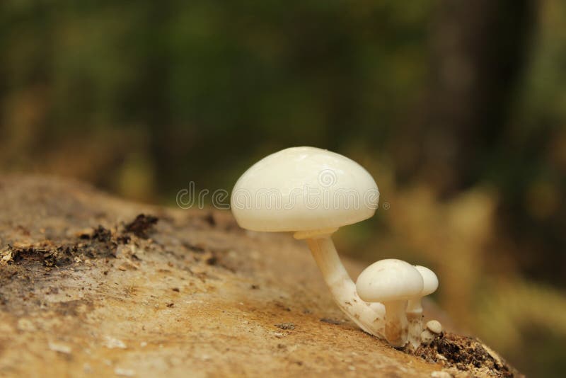 Funghi fotografia stock libera da diritti Funghi fotografia stock libera da diritti