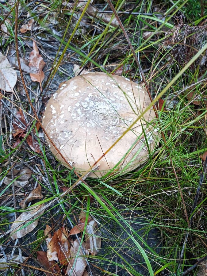 Funghi in australia occidentale