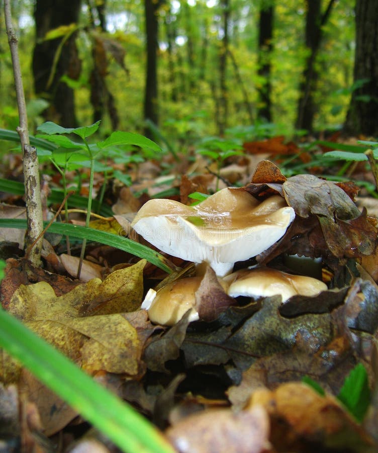 Funghi che crescono attraverso foglie di quercia cadute sullo sfondo di una foresta autunnale immagine stock libera da diritti Funghi che crescono attraverso foglie di quercia cadute sullo sfondo di una foresta autunnale immagine stock libera da diritti