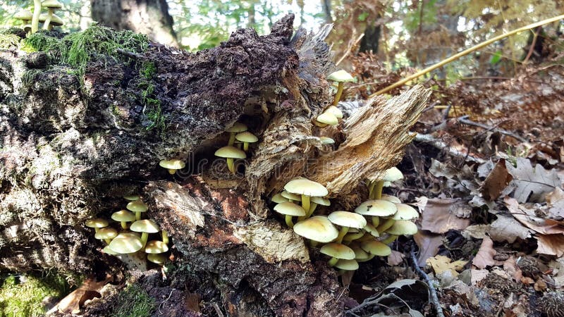 Funghi che crescono dal vecchio tronco di albero fotografie stock libere da diritti Funghi che crescono dal vecchio tronco di albero fotografie stock libere da diritti
