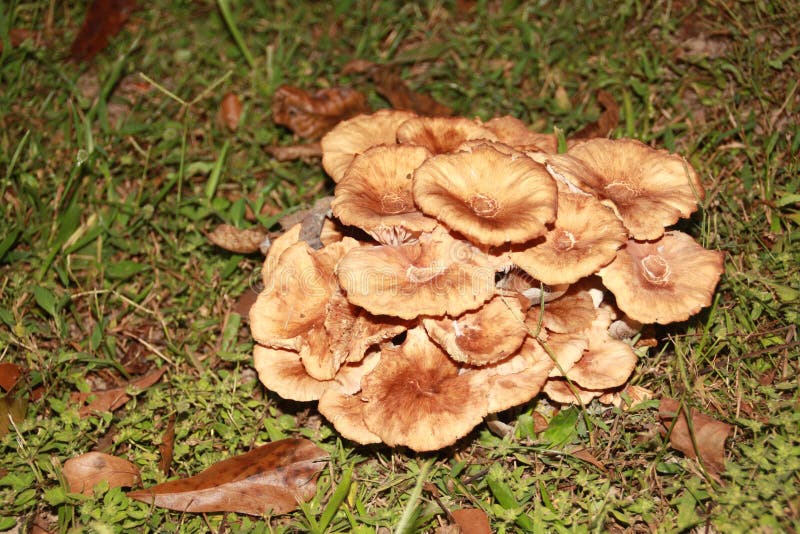 Funghi che crescono in un mucchio nell'erba immagini stock libere da diritti Funghi che crescono in un mucchio nell'erba immagini stock libere da diritti