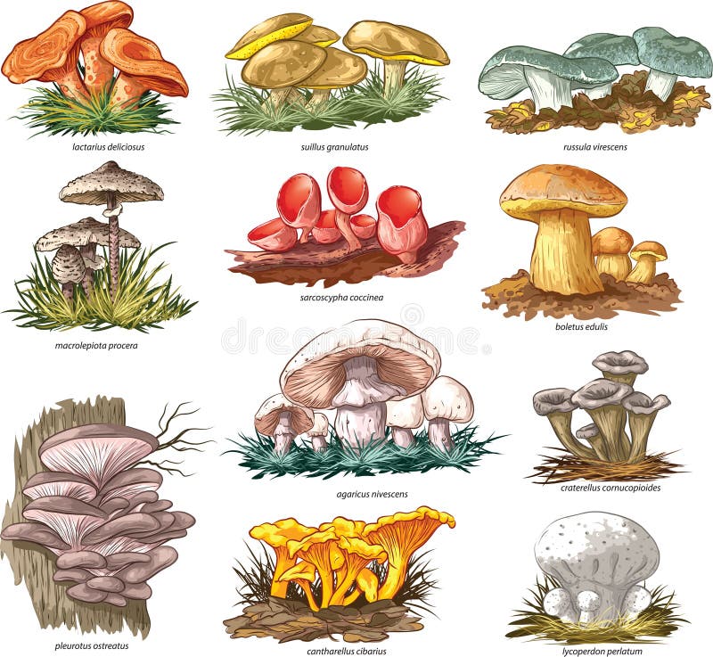 Funghi commestibili illustrazione vettoriale Funghi commestibili illustrazione vettoriale