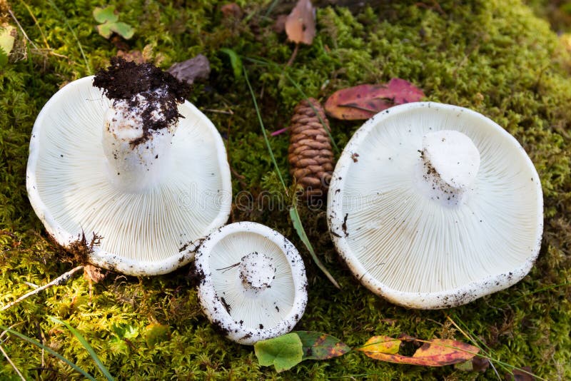 Funghi Commestibili Bianchi Foto Stock Download 204 Royalty Free Photos