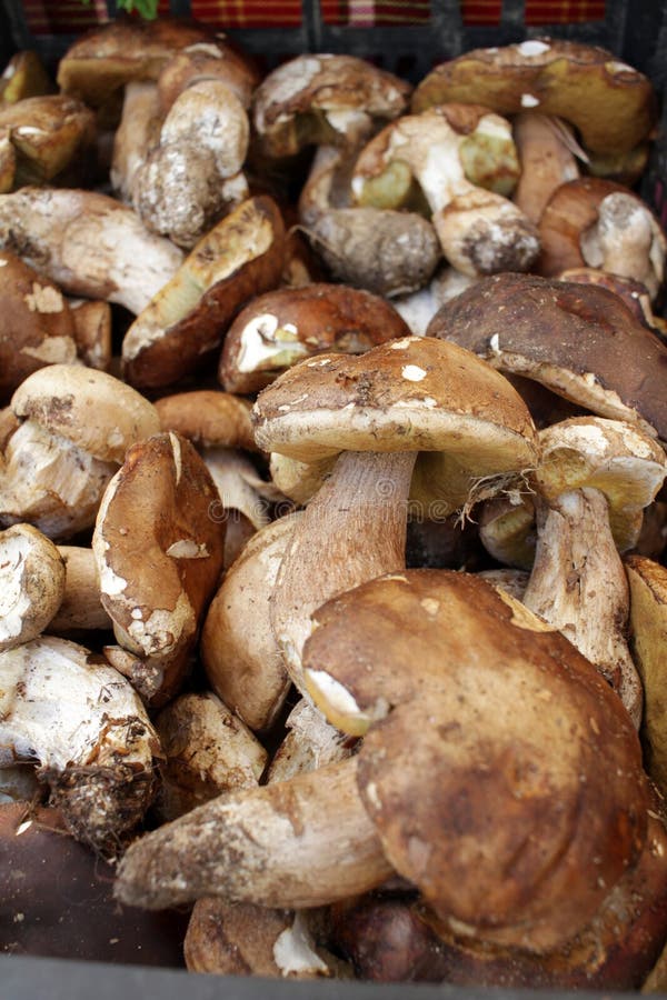 Funghi commestibili del boletus Boletus dei funghi della foresta Struttura del fondo della natura Boletus edulis fotografia stock
