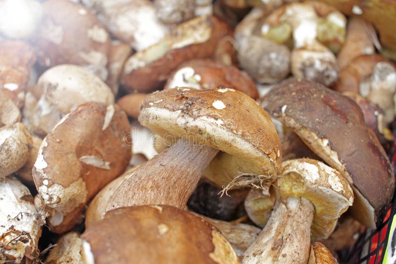 Funghi commestibili del boletus Boletus dei funghi della foresta Struttura del fondo della natura Boletus edulis immagini stock libere da diritti