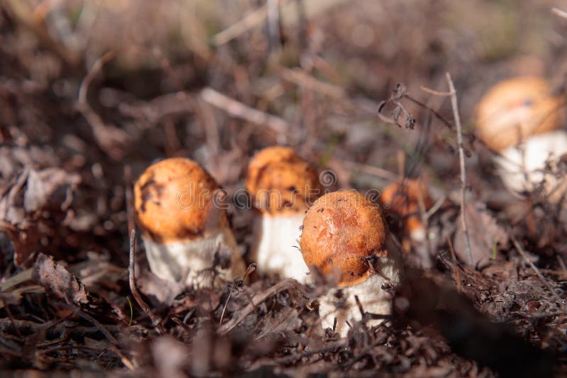 Funghi commestibili di orangecap boletus freschi e naturali nella foresta autunnale. Funghi commestibili, freschi e naturali di orangecap boletus in una foresta autunnale