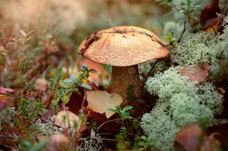 Funghi commestibili, freschi e naturali di orangecap boletus in una foresta autunnale fotografia stock