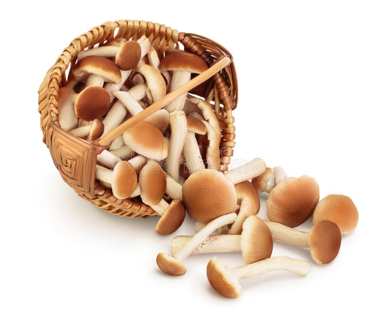 Funghi da miele in un cestello di vimini isolati su fondo bianco con percorso di ritaglio e profondità di campo completa fotografia stock libera da diritti