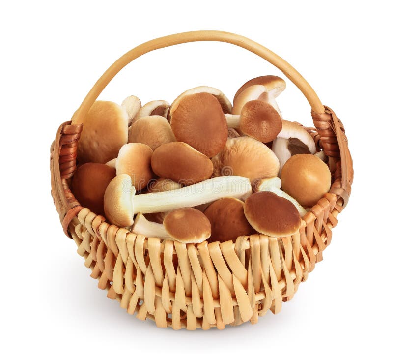 Funghi da miele in un cestello di vimini isolati su fondo bianco con percorso di ritaglio e profondità di campo completa fotografia stock