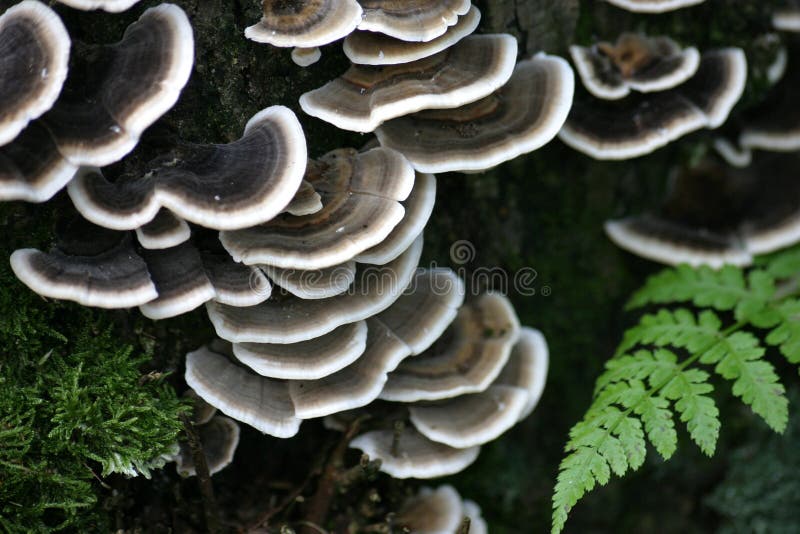 Black and white mushrooms with a fern. Black and white mushrooms with a fern