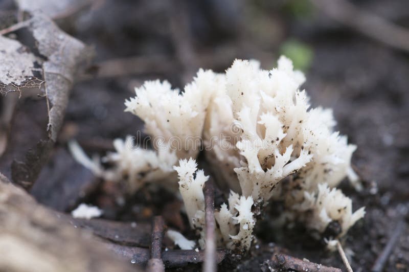Download Funghi Di Cristata Di Clavulina Immagine Stock - Immagine di verde, fungo: 56877163