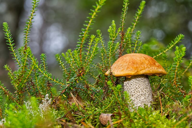 Funghi di orangecap commestibili che crescono in muschio verde. funghi per la raccolta del leccinum aurantiacum nella foresta. fun immagini stock