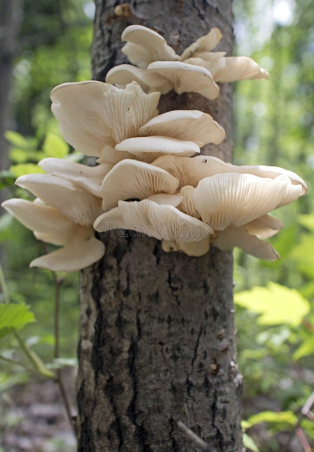 Funghi di ostrica selvaggi fotografie stock libere da diritti Funghi di ostrica selvaggi fotografie stock libere da diritti