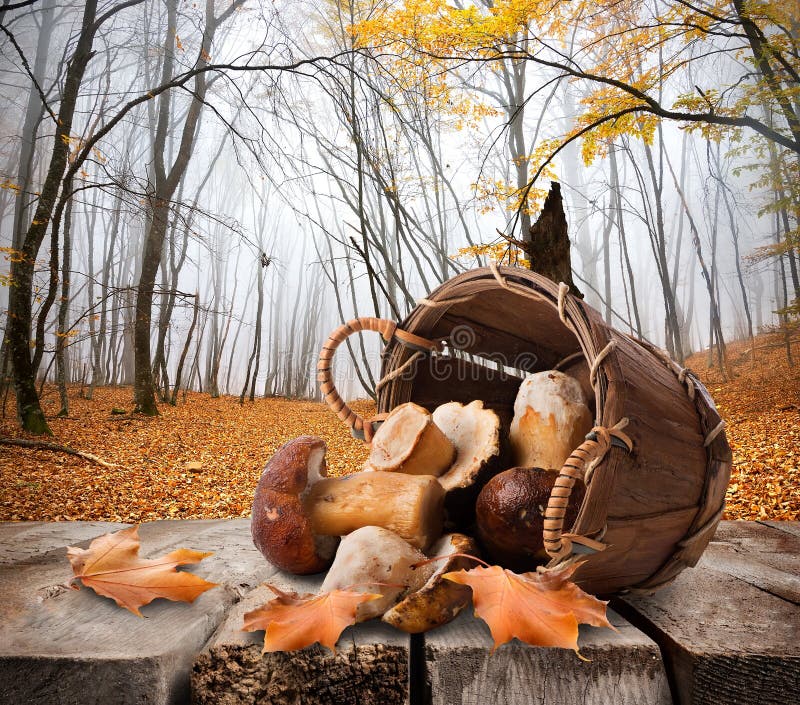 Funghi e foresta di autunno fotografia stock libera da diritti Funghi e foresta di autunno fotografia stock libera da diritti