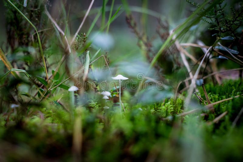 Funghi e funghi muschiosi piccoli funghi sul terreno della foresta. disinnestato fotografie stock libere da diritti