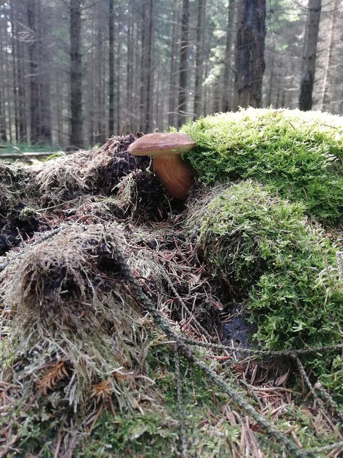Funghi foresta estiva immagini stock