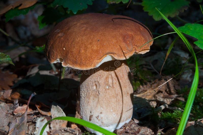 Funghi, foresta, organismi eucariotici, alimento, natura, fauna selvatica fotografie stock libere da diritti