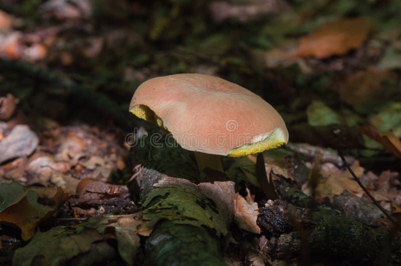Funghi, foresta, organismi eucariotici, alimento, natura, fauna selvatica fotografia stock libera da diritti