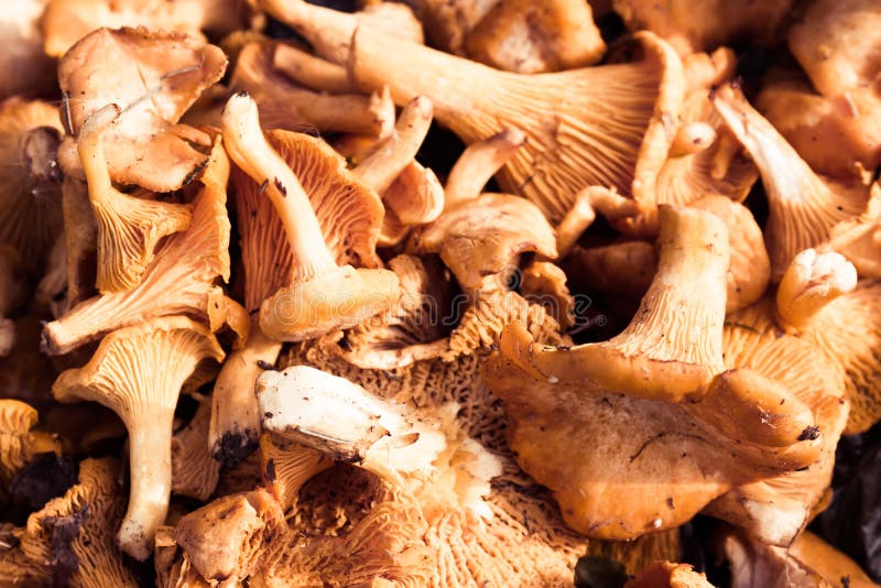 Funghi freschi gialli d'annata fotografia stock Funghi freschi gialli d'annata fotografia stock
