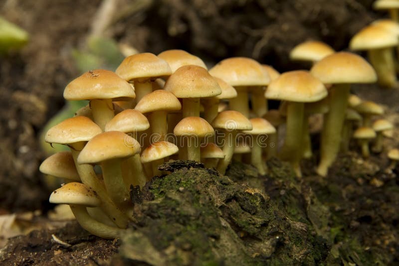 Funghi gialli immagine stock. Immagine di tronco, funghi 26795735