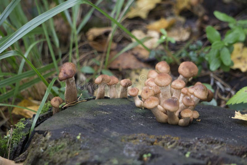 Funghi la foresta è ricca di funghi I funghi sono dei tipi differenti: immagine stock libera da diritti