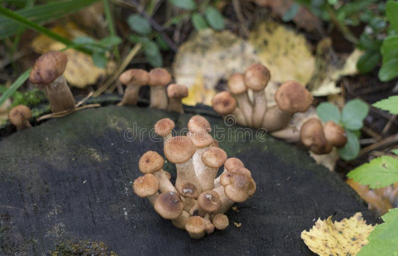 Funghi la foresta è ricca di funghi I funghi sono dei tipi differenti: fotografie stock libere da diritti