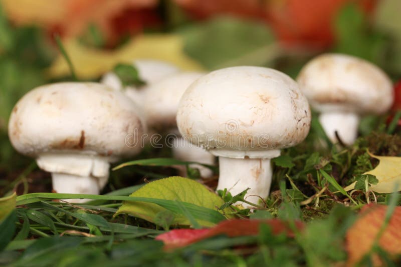 Funghi maturi in una foresta fotografie stock Funghi maturi in una foresta fotografie stock