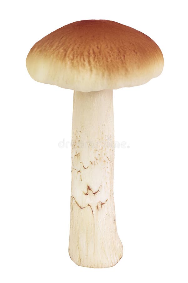 Funghi per il miele isolati su fondo bianco con tracciato di ritaglio e profondità di campo completa fotografia stock libera da diritti