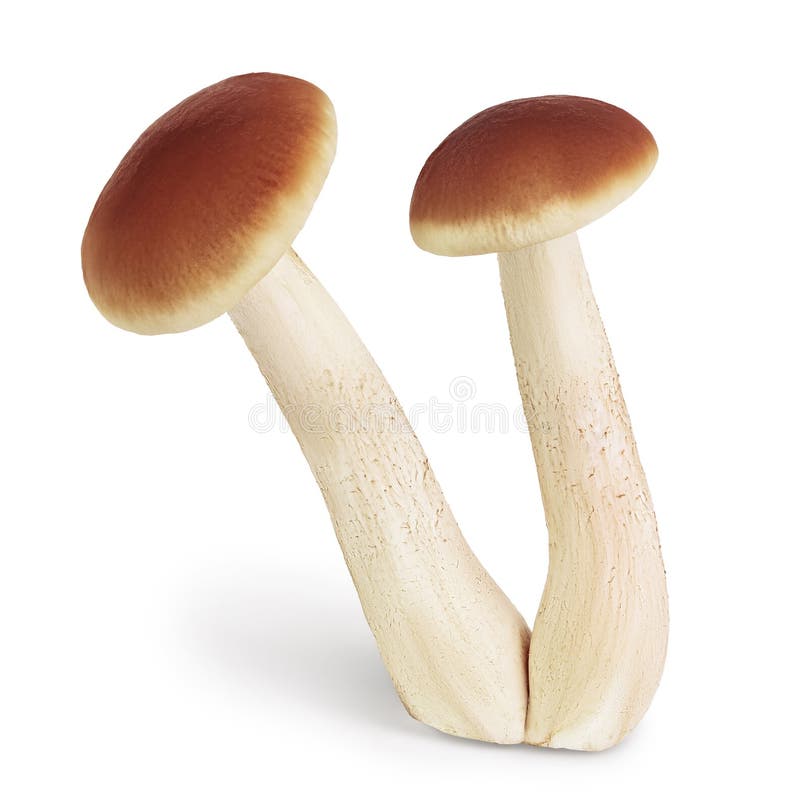 Funghi per il miele isolati su fondo bianco con tracciato di ritaglio e profondità di campo completa fotografia stock