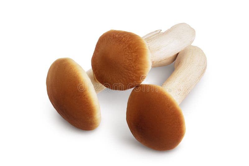 Funghi per il miele isolati su fondo bianco con tracciato di ritaglio e profondità di campo completa fotografia stock