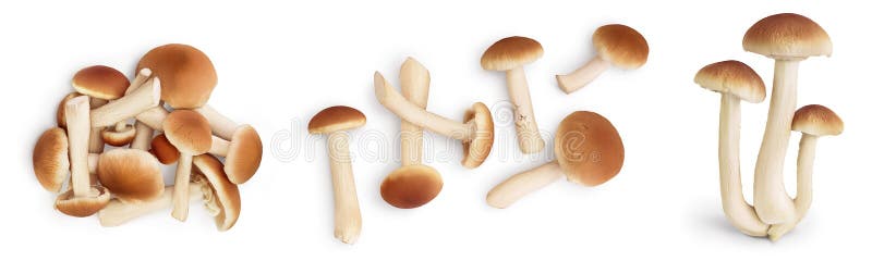 Funghi per il miele isolati su fondo bianco con tracciato di ritaglio e profondità di campo completa. insieme o raccolta.