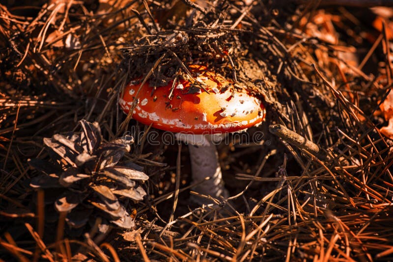 Funghi rossi dell'amanita del fungo di autunno nell'erba su un pomeriggio soleggiato Bei funghi tossici Funghi di autunno in immagini stock Funghi rossi dell'amanita del fungo di autunno nell'erba su un pomeriggio soleggiato Bei funghi tossici Funghi di autunno in immagini stock