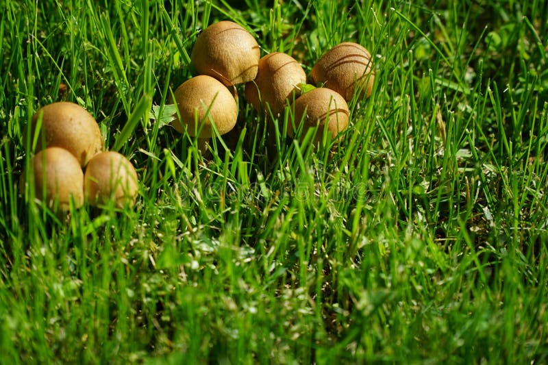 Funghi Selvaggi Sul Prato Inglese Fotografia Stock Immagine di funghi