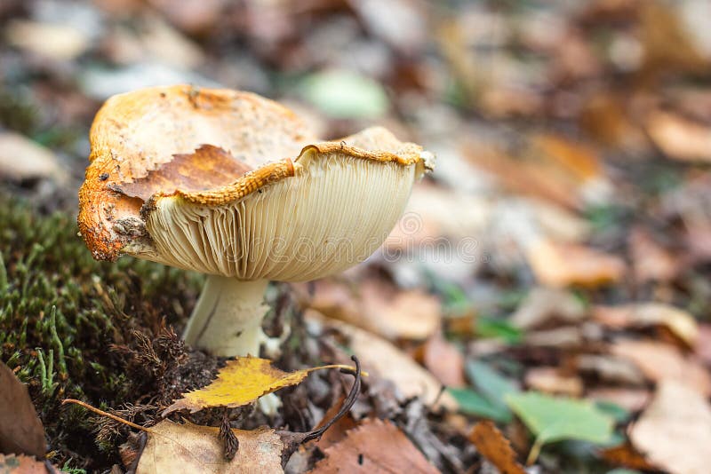 Funghi tossici del fungo secco foto crescente rossa luminosa f selettiva di vista superiore della foresta dell'agarico di mosca d fotografia stock libera da diritti Funghi tossici del fungo secco foto crescente rossa luminosa f selettiva di vista superiore della foresta dell'agarico di mosca d fotografia stock libera da diritti