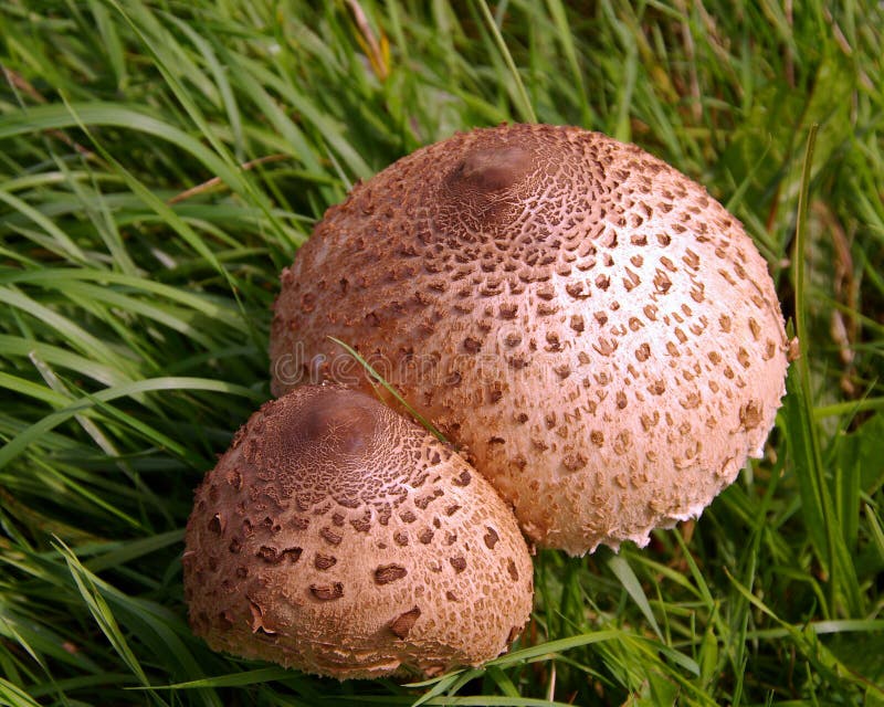 Download Fungi stock image. Image of grow, body, grasslands, fields - 6202867