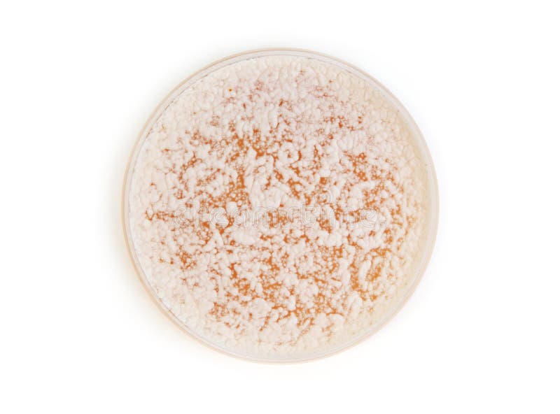 Fungi on agar plate royalty free stock photo Fungi on agar plate royalty free stock photo