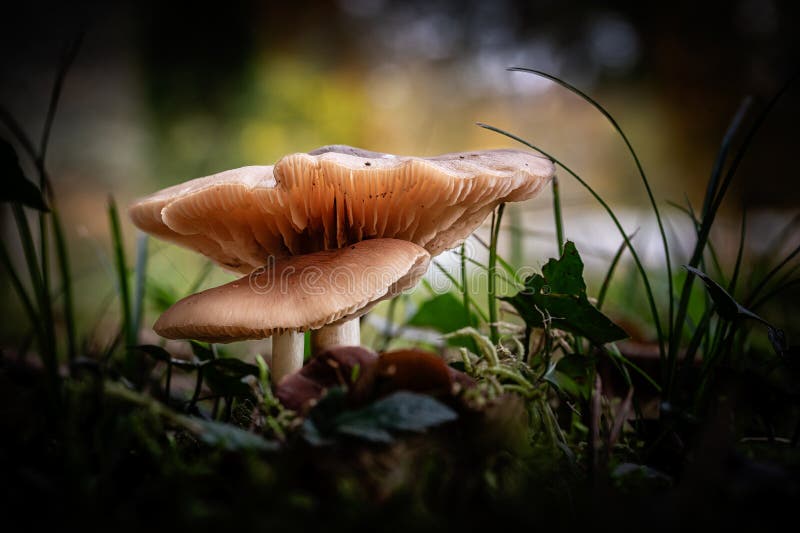 Fungi in a forest in the Dordogne