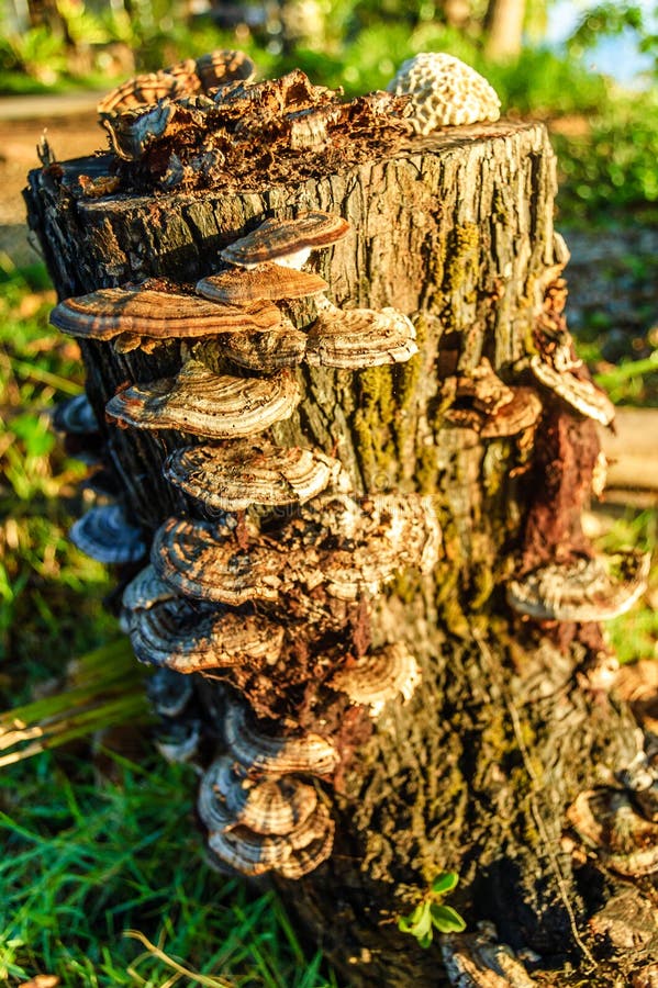 Fungi growing on tree stump
