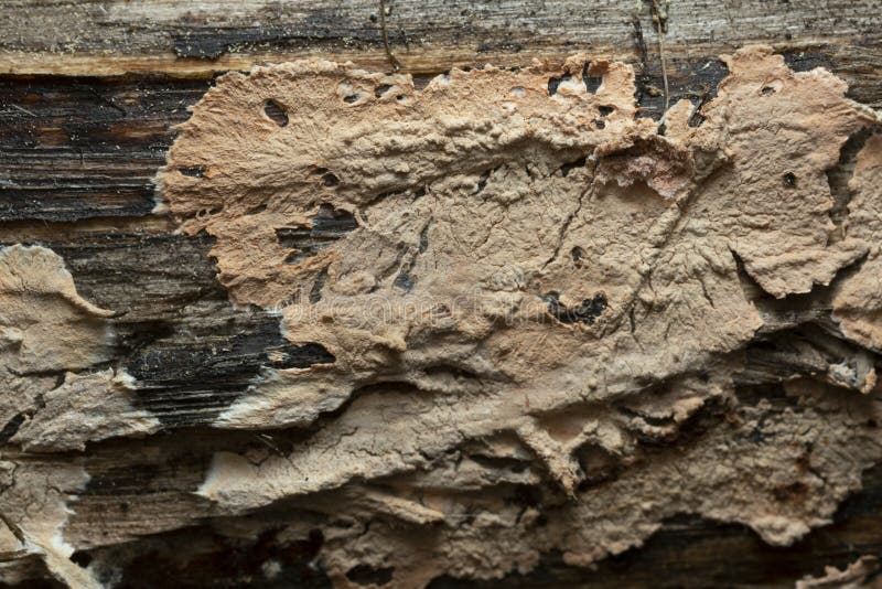 Fungi growing on wood stock photo. Image of closeup 243806248