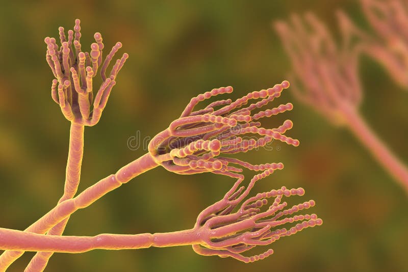 Fungi Penicillium which cause food spoilage and are used for production of the first antibiotic penicillin