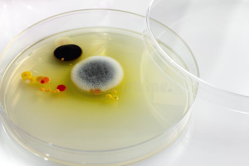 Fungi on petri dish royalty free stock photos Fungi on petri dish royalty free stock photos