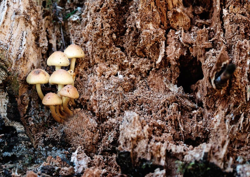 Fungi in a rotting tree.