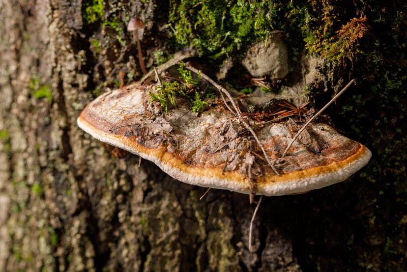 Fungi a tinder. Chaga Mushroom on the tree.Large tree mushrooms grew on the trunk of a tree covered with moss