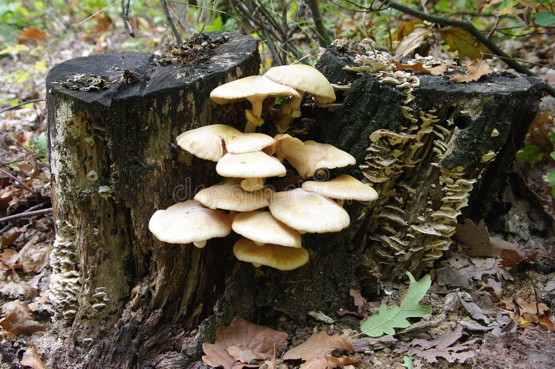 Fungi on tree stump