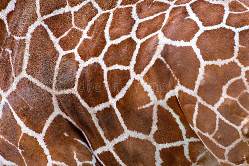 Fungino di malattia su una pelle della giraffa fotografia stock Fungino di malattia su una pelle della giraffa fotografia stock
